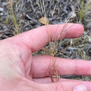 Austrostipa scabra at O'Malley, ACT - 22 Nov 2023