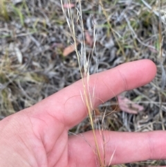 Austrostipa scabra at O'Malley, ACT - 22 Nov 2023