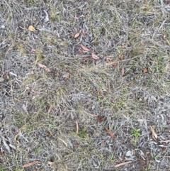 Austrostipa scabra at O'Malley, ACT - 22 Nov 2023