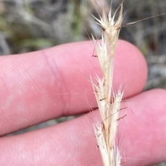 Rytidosperma racemosum var. racemosum (Striped Wallaby Grass) at O'Malley, ACT - 22 Nov 2023 by Tapirlord