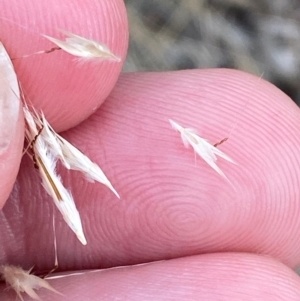 Rytidosperma racemosum var. racemosum at O'Malley, ACT - 22 Nov 2023 05:17 PM