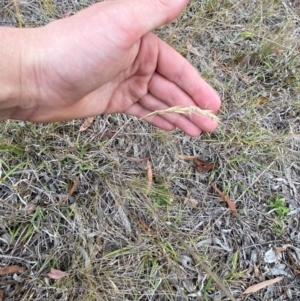 Rytidosperma racemosum var. racemosum at O'Malley, ACT - 22 Nov 2023 05:17 PM