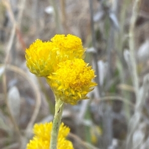 Chrysocephalum apiculatum at Mount Mugga Mugga - 22 Nov 2023