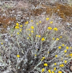 Chrysocephalum apiculatum at Mount Mugga Mugga - 22 Nov 2023