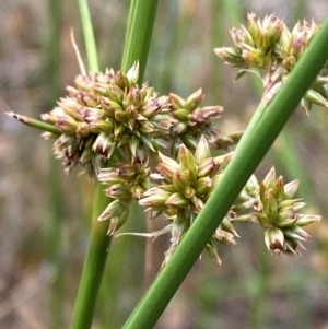 Juncus vaginatus at Isaacs Ridge - 22 Nov 2023