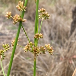 Juncus vaginatus at Isaacs Ridge - 22 Nov 2023