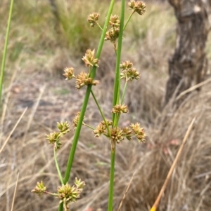 Juncus vaginatus at Isaacs Ridge - 22 Nov 2023