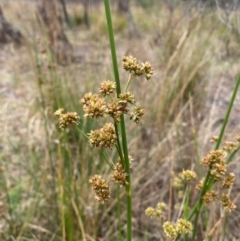 Juncus vaginatus at Isaacs Ridge - 22 Nov 2023