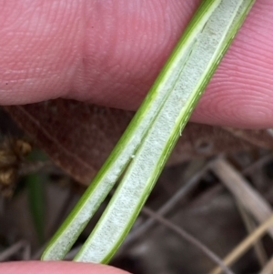 Juncus vaginatus at Isaacs Ridge - 22 Nov 2023