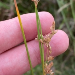 Juncus subsecundus (Finger Rush) at Isaacs Ridge and Nearby - 22 Nov 2023 by Tapirlord