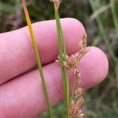 Juncus subsecundus (Finger Rush) at Isaacs Ridge and Nearby - 22 Nov 2023 by Tapirlord