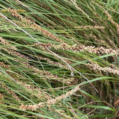 Carex appressa (Tall Sedge) at Mount Mugga Mugga - 22 Nov 2023 by Tapirlord