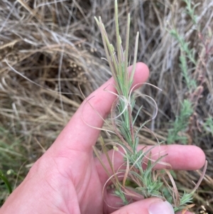 Epilobium hirtigerum at Isaacs Ridge and Nearby - 22 Nov 2023