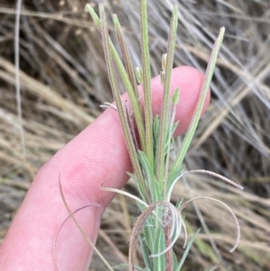 Epilobium hirtigerum at Isaacs Ridge and Nearby - 22 Nov 2023