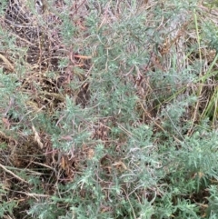 Epilobium hirtigerum at Isaacs Ridge and Nearby - 22 Nov 2023