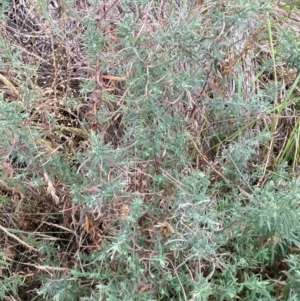 Epilobium hirtigerum at Isaacs Ridge and Nearby - 22 Nov 2023 05:09 PM