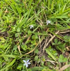 Lobelia pedunculata (Matted Pratia) at Kosciuszko National Park - 31 Dec 2023 by Mavis