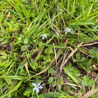 Lobelia pedunculata (Matted Pratia) at Wilsons Valley, NSW - 30 Dec 2023 by Mavis