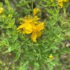 Hypericum perforatum (St John's Wort) at Crackenback, NSW - 30 Dec 2023 by Mavis