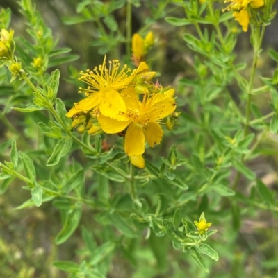 Hypericum perforatum (St John's Wort) at Crackenback, NSW - 31 Dec 2023 by Mavis