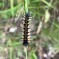 Anthela (genus) immature (Unidentified Anthelid Moth) at Kosciuszko National Park - 30 Dec 2023 by Mavis