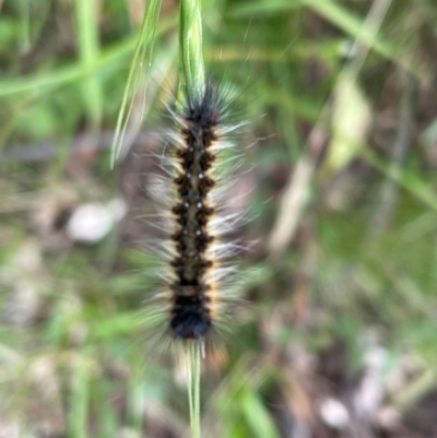 Anthela (genus) immature (Unidentified Anthelid Moth) at Kosciuszko National Park - 30 Dec 2023 by Mavis