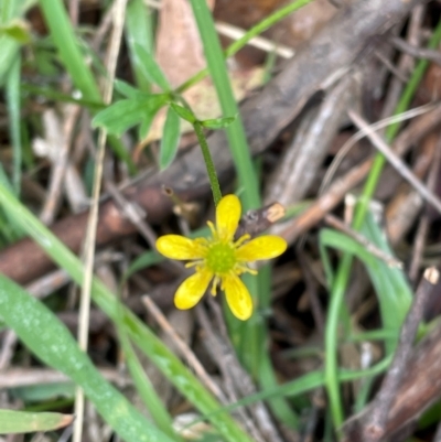 Ranunculus scapiger at Kosciuszko National Park - 31 Dec 2023 by Mavis