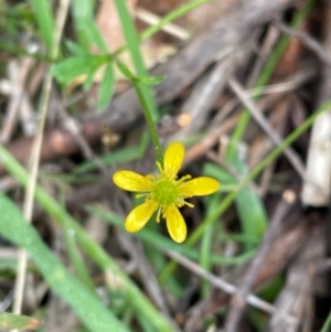 Ranunculus scapiger at Kosciuszko National Park - 31 Dec 2023