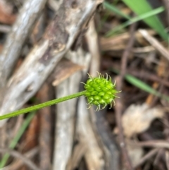 Ranunculus scapiger at Kosciuszko National Park - 31 Dec 2023