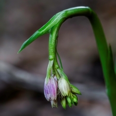 Geodorum densiflorum (Pink Nodding Orchid, Shepherds Crook Orchid) at Wallum - 31 Dec 2023 by mmpix