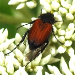 Phyllotocus kingii (Nectar scarab) at Kambah, ACT - 28 Dec 2023 by JohnBundock
