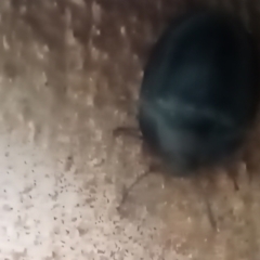 Pterohelaeus (genus) (Pie-dish beetle) at Hackett, ACT - 31 Dec 2023 by Berlge
