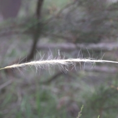 Dichelachne sp. (Plume Grasses) at Lyons, ACT - 31 Dec 2023 by ran452