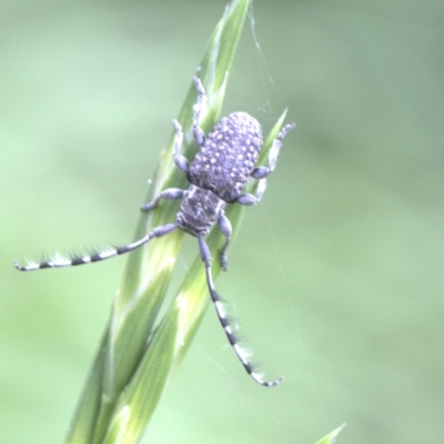 Unidentified Insect at Lyons, ACT - 31 Dec 2023 by ran452