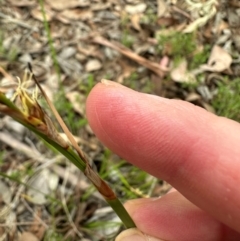 Lepidosperma laterale (Variable Sword Sedge) at Aranda, ACT - 31 Dec 2023 by lbradley