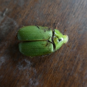 Xylonichus eucalypti at QPRC LGA - 27 Nov 2022