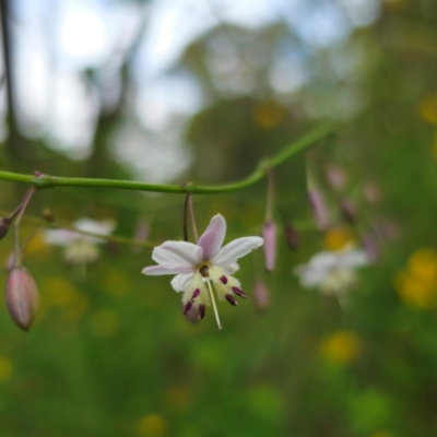 Arthropodium milleflorum (Vanilla Lily) at Anembo, NSW - 31 Dec 2023 by Csteele4