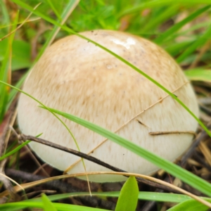 Amanita sp. at Anembo, NSW - 31 Dec 2023