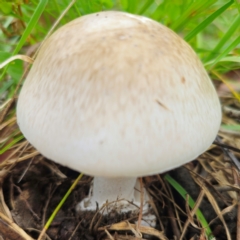 Amanita sp. at Anembo, NSW - 31 Dec 2023