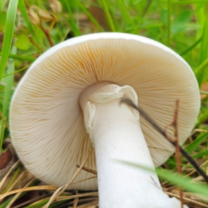 Amanita sp. at Anembo, NSW - 31 Dec 2023