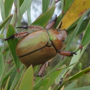 Anoplognathus sp. (genus) at QPRC LGA - 2 Jan 2014