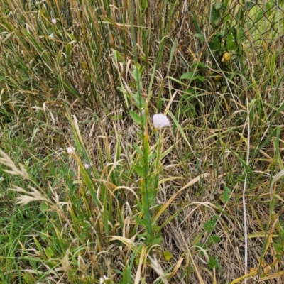 Convolvulus arvensis (Bindweed) at Giralang, ACT - 31 Dec 2023 by Jiggy