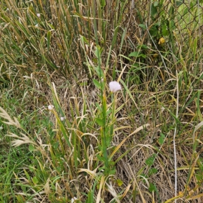 Convolvulus arvensis (Bindweed) at Giralang, ACT - 30 Dec 2023 by Jiggy