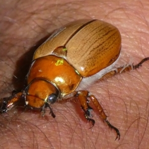 Anoplognathus sp. (genus) at QPRC LGA - 17 Jan 2023