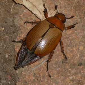 Anoplognathus sp. (genus) at QPRC LGA - 17 Jan 2023