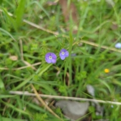 Veronica gracilis (Slender Speedwell) at Micalong Gorge - 30 Dec 2023 by brettguy80