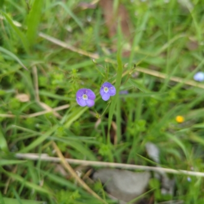 Veronica gracilis (Slender Speedwell) at Micalong Gorge - 30 Dec 2023 by brettguy80