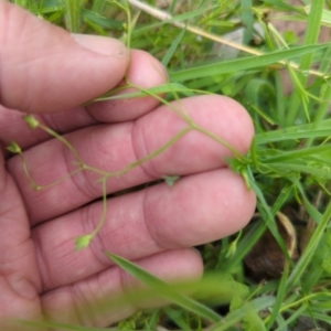 Veronica gracilis at Micalong Gorge - 31 Dec 2023