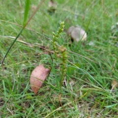 Microtis sp. (Onion Orchid) at Wee Jasper, NSW - 30 Dec 2023 by brettguy80