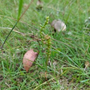 Microtis sp. at Micalong Gorge - suppressed